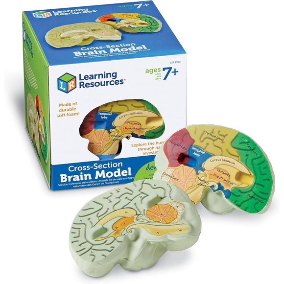 Learning Resources Cross-Section Brain Model, Ages 7+, STEM Educational Toy - Picture 1 of 6